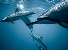 AG体育-【交易评级】太阳加速崛起获B+ 雷霆继续投资A